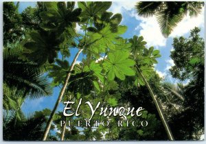 Postcard - El Yunque - Greetings From Puerto Rico