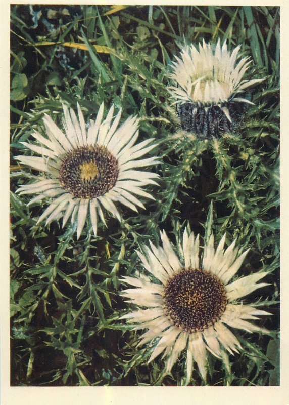 Postcard Switzerland alpine flora Compositae carlina acaulis chardon argente