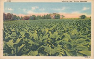 Tobacco Field in Kentucky - Linen