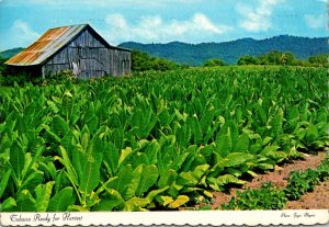 Tobacco Ready For Harvest