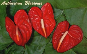 Postcard Anthurium Blossoms Hawaii's Most Exotic Flowers Wax Like Appearance HI