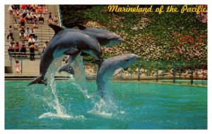 Postcard CA Palos Verdes Marineland Pacific Leaping Dolphin Trio