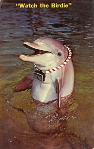 Watch the Birdie, Dolphin Fish / Sea Mammals 1967 