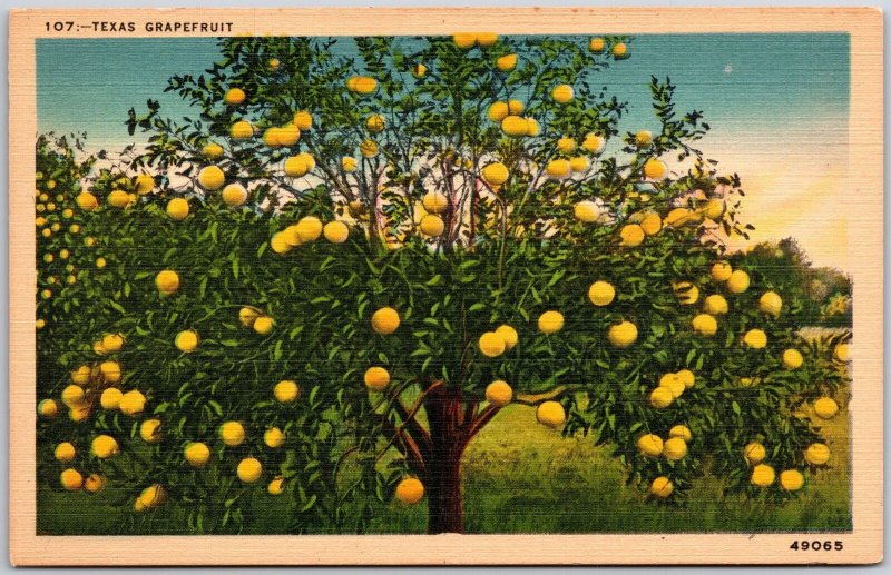 Texas TX, Grapefruit, Ruby Red Grapefruit Tree, Citrus Fruits, Vintage Postcard