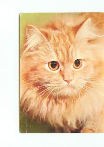 Postcard Cat Feline Calico   # 5032A