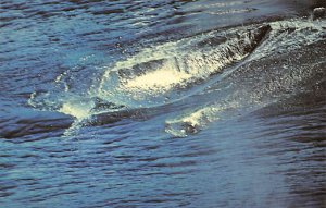 Two California Gray Whales Appear Above The Water View Postcard Backing 