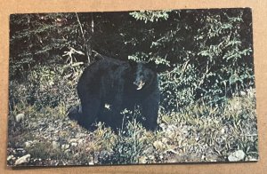 VINT USED POSTCARD - BLACK BEAR - DENIS' GENERAL STORE, HWY 105, ONTARIO, CANADA