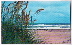 NC - Outer Banks. Golden Sea Oats on the Dunes