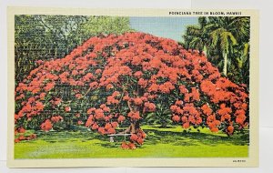 Vintage Postcard Poinciana Tree Hawaii