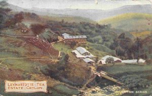 Leymastotte Tea Estate Lipton Ceylon Sri Lanka 1903c postcard