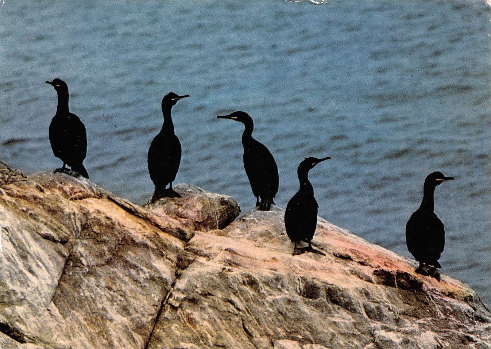 France Oiseaux De Mer Reserve Ornithologique Des Sept Iles