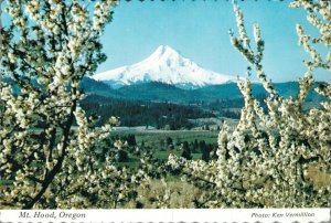 USA Mt. Hood Oregon Vintage Postcard BS.06