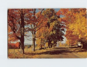 Postcard Nature Trees Trail Autumn Landscape Scenery