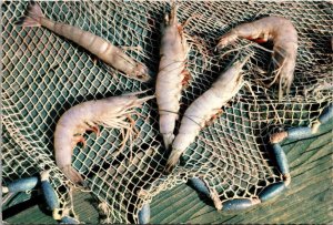 Live Shrimp Caught in the Gulf of Mexico Postcard PC205