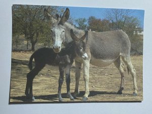 UNUSED POSTCARD - DONKEY & FOAL ZIMBABWE SPANA FOR WORKING ANIMALS (KK2181) 