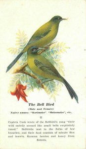 Artist impression Bell Bird Australian 1920s Postcard 22-75