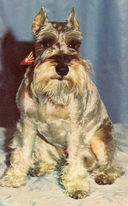 A Schnauzer