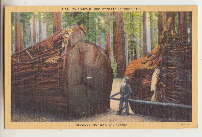 P2945,  vintage postcard logging a fallen giant humboldt state redwood park caif
