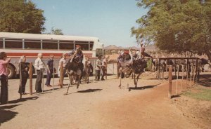 Ostrich Bird Race at Farm Bus Oudtshoorn South Africa Postcard