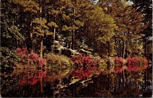 Azalea Trees Still Water South Alabama Spring Scene Postcard PM Mobile AL Cancel 