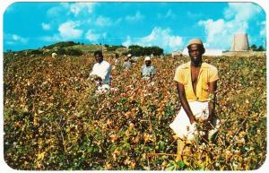 Antigua BWI Picking Cotton in a Field Workers 1950s Postcard Caribbean