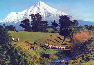 VINTAGE CONTINENTAL SIZE POSTCARD MOUNT EDGEMONT TARANAKI NEW ZEALAND