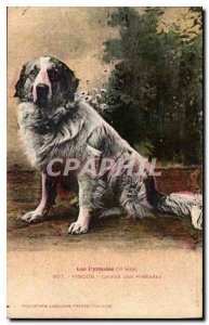 Old Postcard The Pyrenees Viscos the Pyrenees Dog