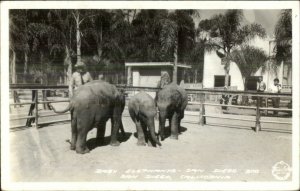 Balboa Park Zoo San Diego CA FRASHER'S Real Photo Postcard BABY ELEPHANTS