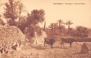 BF9193 paturage a l oree de l oais cow types bou saada algeria     Algeria