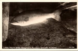 Florida Rainbow Springs Large Mouth Bass Real Photo