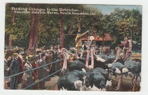 P2178 1913 postcard feeding oranges to ostriches cawston farm S. pasadena calif