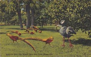 Florida Miami Rare Bird Farm Beauty and The Beast