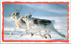 Postcard - Peary caribous dashing through the snow on Ellesmere Island - Canada