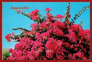 Arizona - Bougainvillea - [AZ-525X]