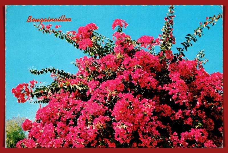 Arizona - Bougainvillea - [AZ-525X]