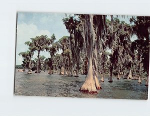 Postcard Moss Draped Cypress trees, Florida