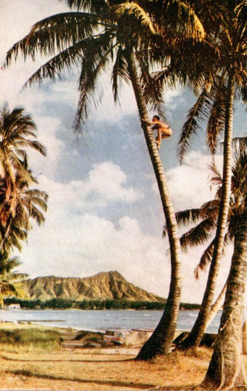 Hawaii Waikiki Native Tree Climber