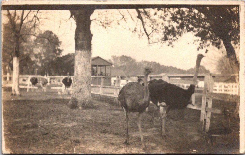 Florida Jacksonville Ostriches 1911 Real Photo