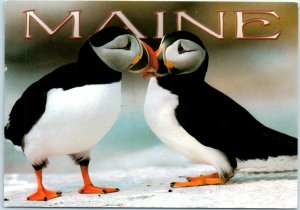 Postcard - Common (Atlantic) Puffin - Seabirds - Maine 