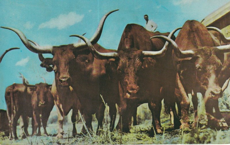 TEXAS, PU-1974; Vanishing Texas Longhorns