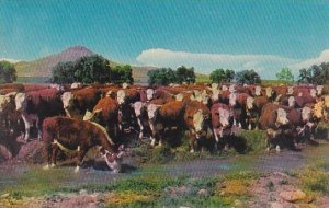 Nebraska Dixon Whiteface Cattle