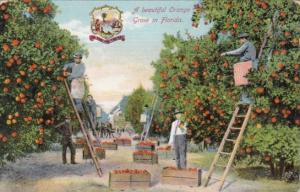 Florida A Beautiful Orange Grove