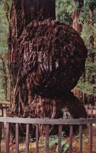 California Santa Cruz County Giant Burl Big Trees Park