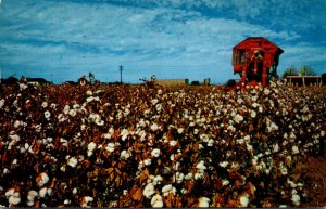 Mechanical Cotton Picker At Work In The Great Southwest 1959