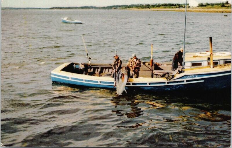 Tuna Fishing Wedgeport NS Nova Scotia Fishermen Huge Fish c1957 Postcard D95