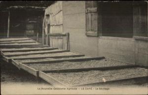 New Caledonia Coffee Caf‚ Industry Nouvelle Caledonia c1915 Postcard