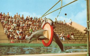 10794 Flippy, The Educated Porpoise, Marineland, Florida 1955