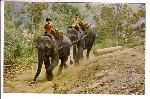 Elephants Pulling Teak Log, North Thailand, Used 1979