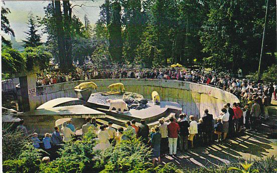 Canada Polar Bears Stanley Park Zoo Vancouver British Columbia