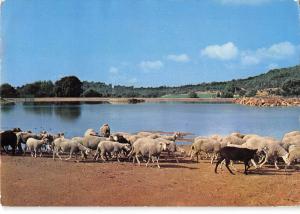 BR50543 Saint pierre de tourtour sheep mouton      France